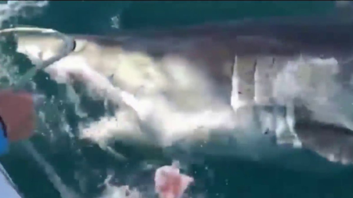 Rare Great White Shark Sighting Off Ocean City NBC4 Washington