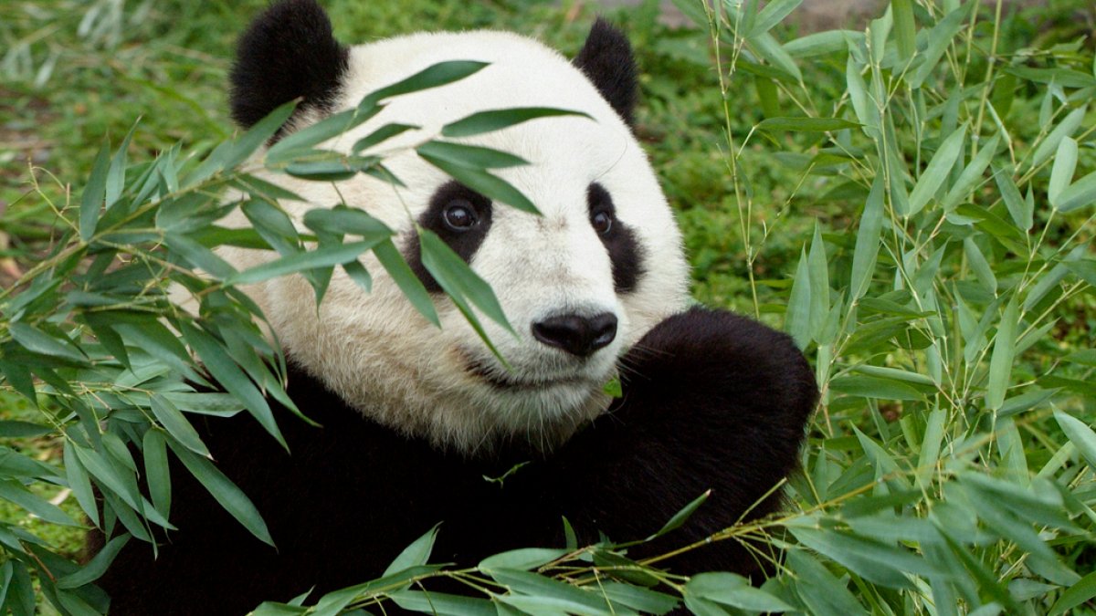 国家动物园大熊猫将于11月中旬启程前往中国 – NBC4 华盛顿