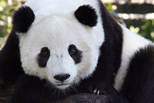 Giant Panda