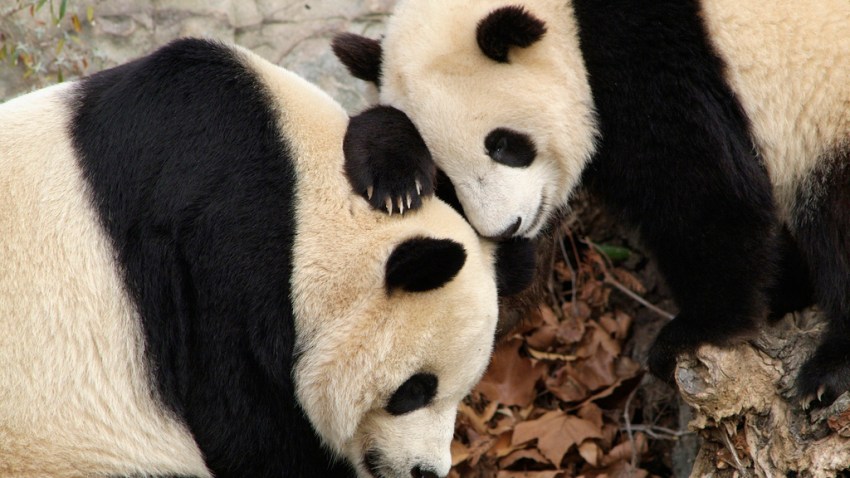 Giant Panda