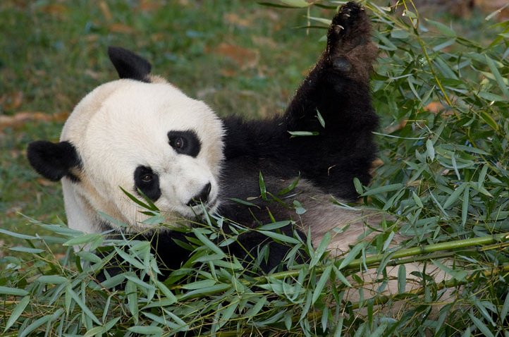 5372165831_1c066b51c6_panda