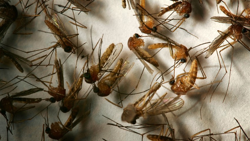 73963510DM006_West_Nile_Vir