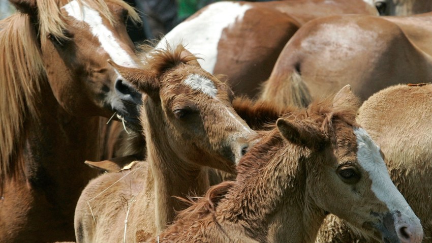 1118 WILDHORSES P1