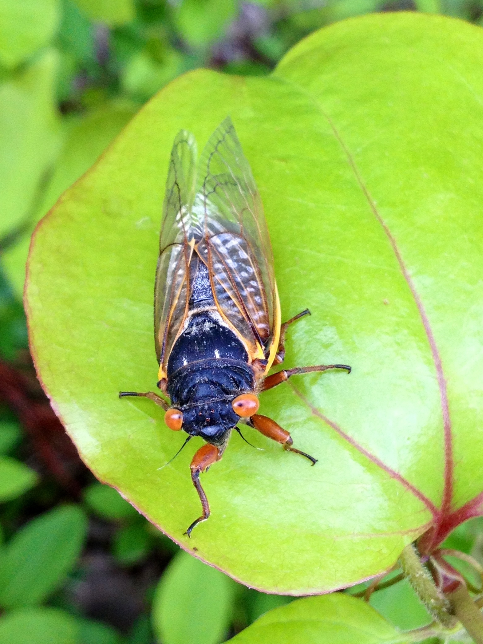 Cicadas Arrive! - NBC4 Washington