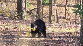 [UGCDC-CJ] [EXTERNAL] bear sighting in Tysons yesterday!