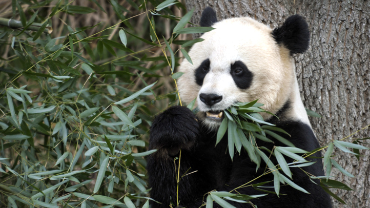 National Zoo To Host Panda Palooza Farewell To Three Cherished Pandas   AP163564666366 