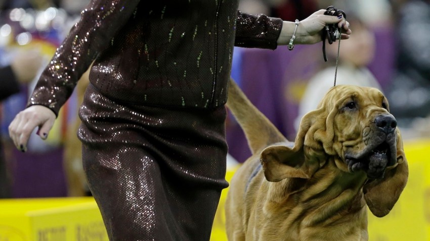 Dog Show