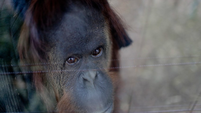 APTOPIX Argentina Orangutan