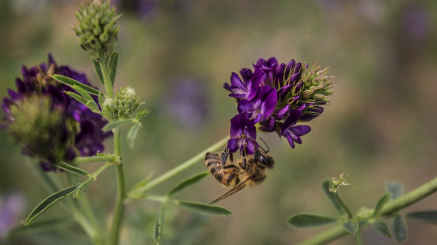 Hungry Bees