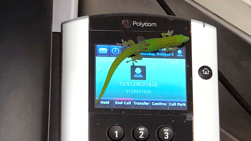 Gecko Calling