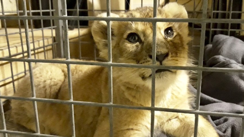 France Lion Cub