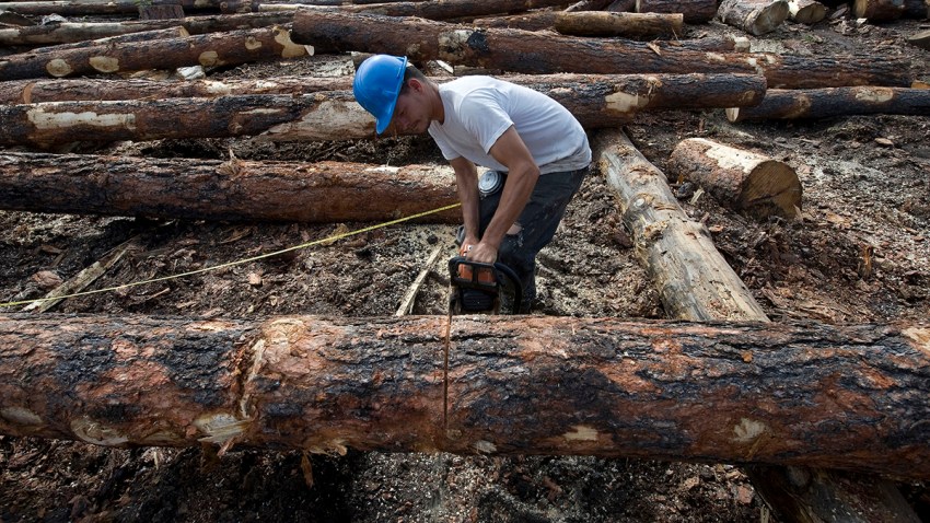 Threatened Owl Timber Projects