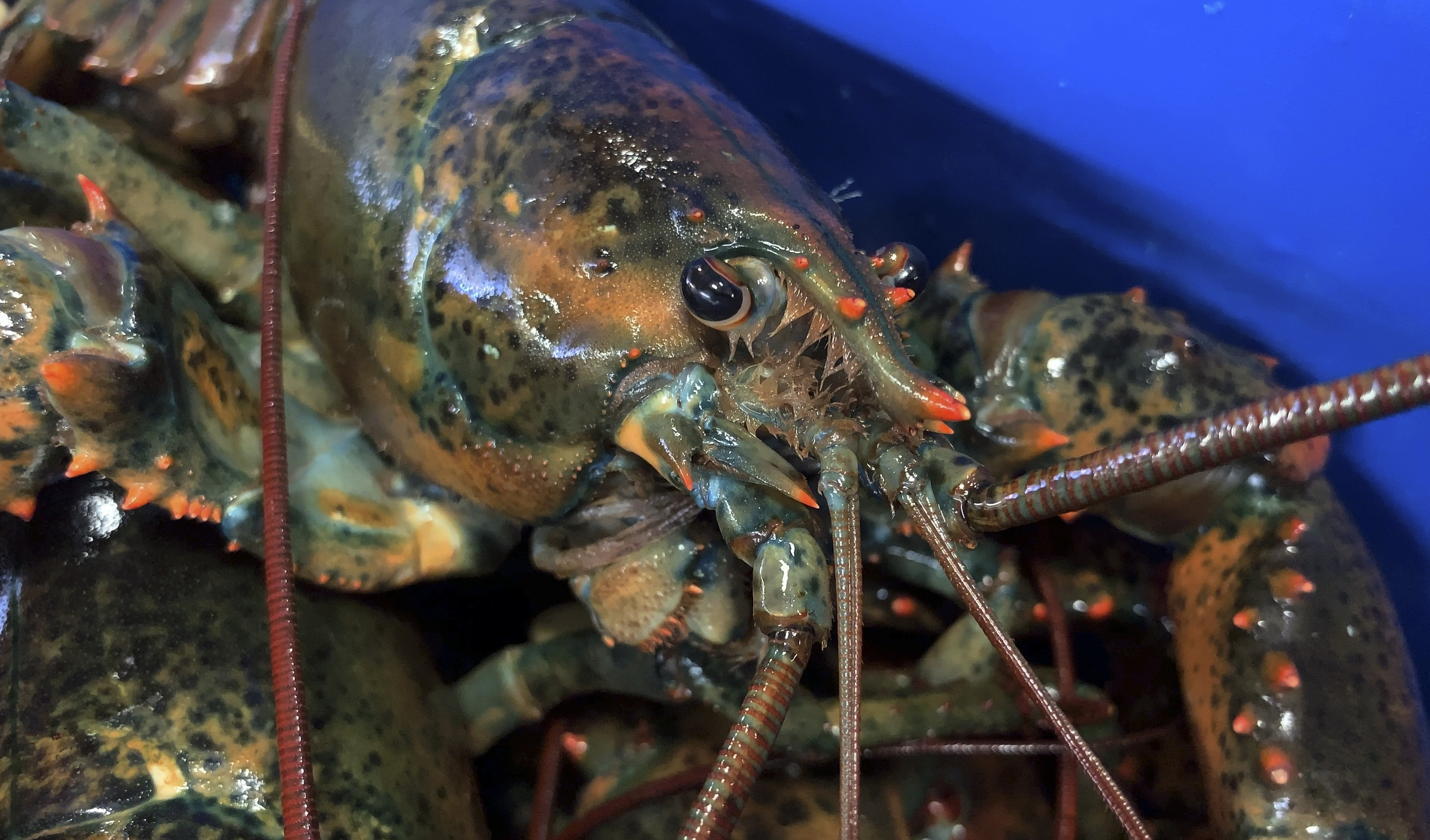Claws of Health? Lobster Blood Could Play Role in New Drugs
