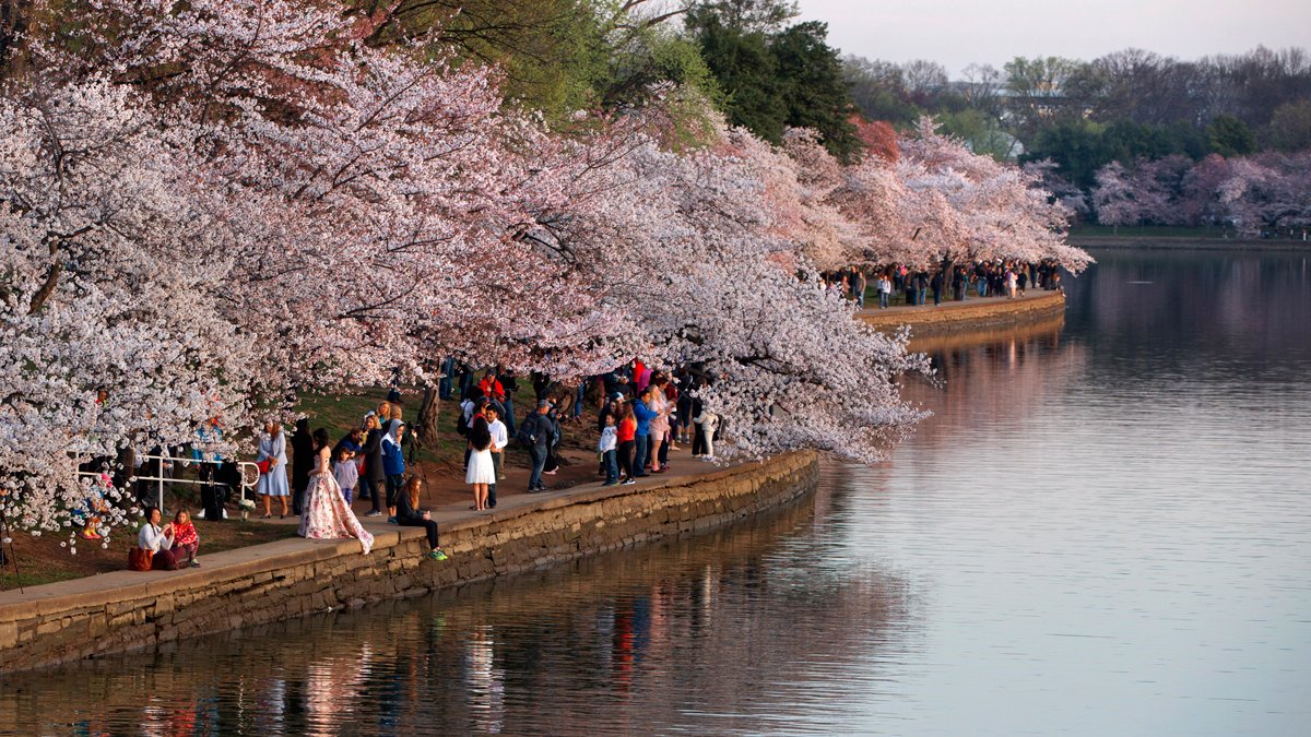 Cherry Blossoms in DC: When to Visit for Peak Bloom, Top Events – NBC4  Washington
