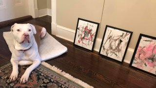 An up-and-coming four-legged artist in Virginia has raised $4,000 for the Animal Welfare League of Alexandria. Under the nickname "Ricasso," the precocious 6-year-old Staffordshire terrier sold nearly 20 pieces in his debut collection.