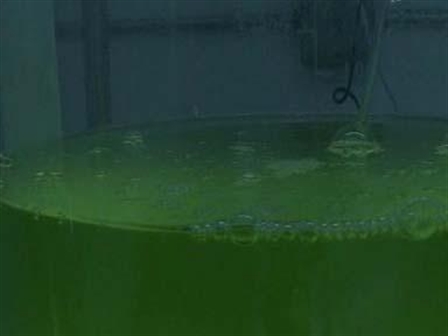 Algae_Riegerstory006_448x336