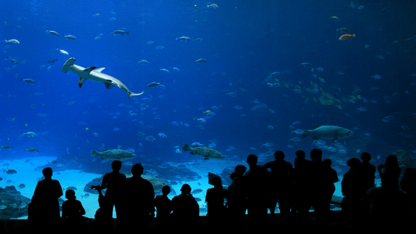 Aquarium