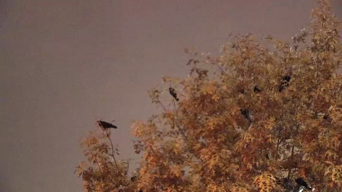 Thousands of Crows Flock to Arlington NBC4 Washington