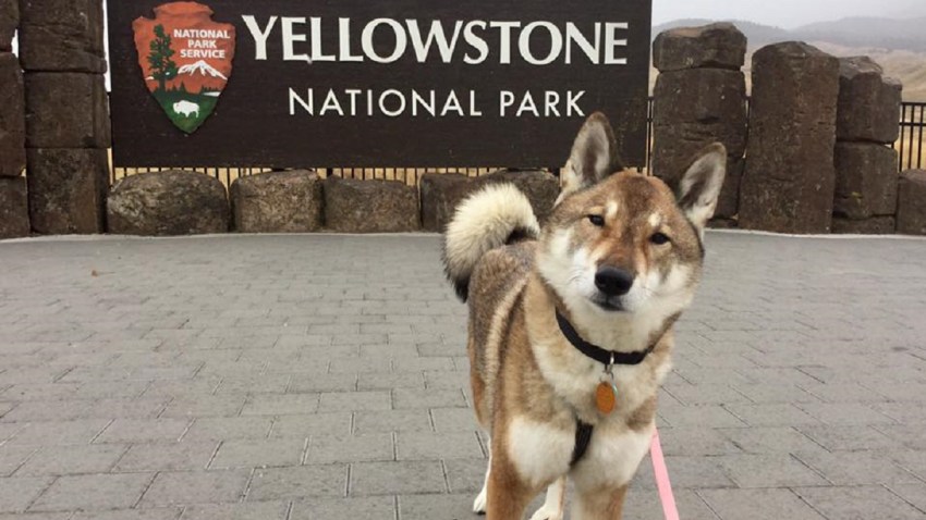 Attleboro Mayor Mura the Dog Yellowstone