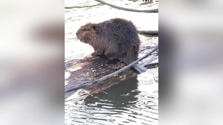 BEAVER MAIN WHARF