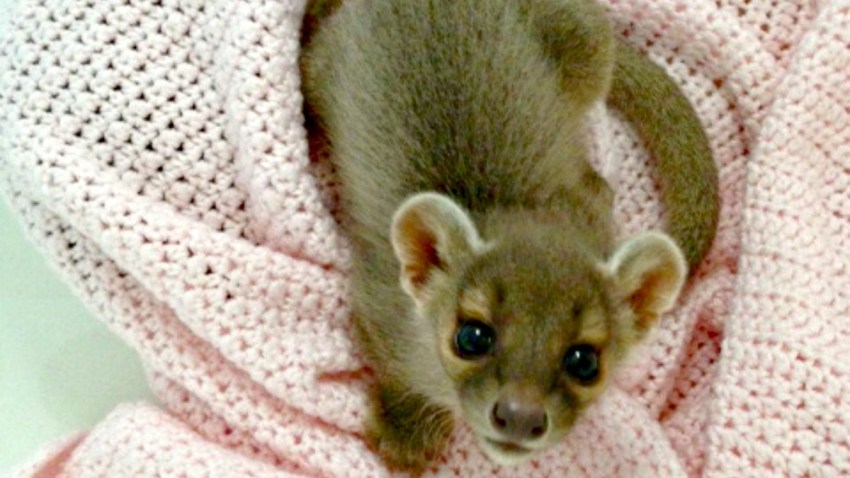 Catoctin Zoo’s Family Grows With Fossa Pups – NBC4 Washington