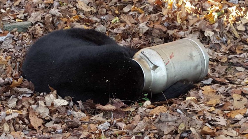 Bear Stuck in Milk Can
