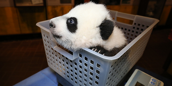 Bei Bei 11.18