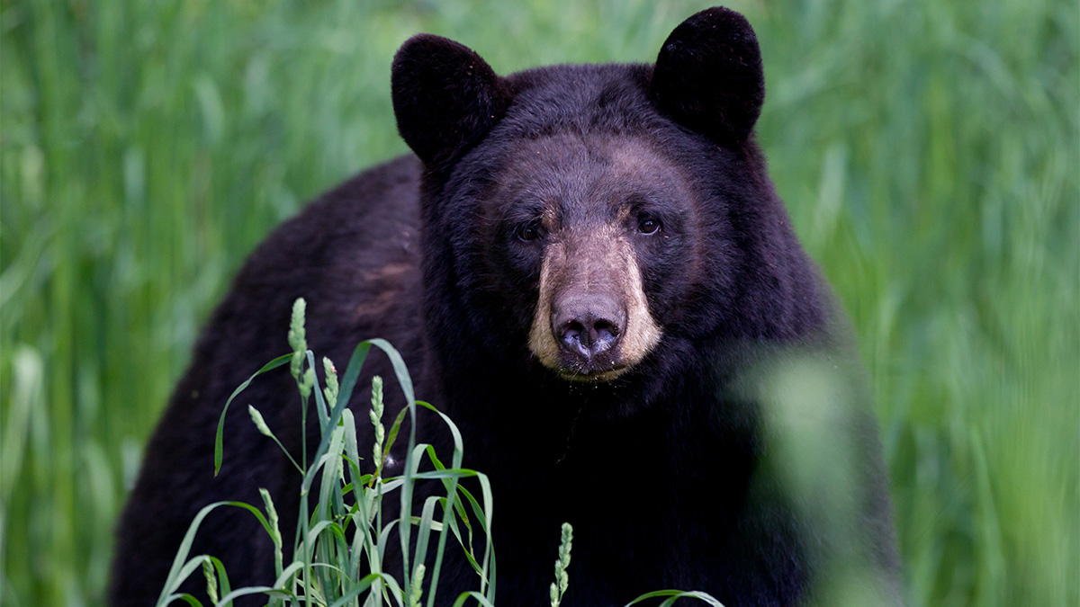 Man fights off bear with hatchet after attack in California mountains