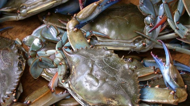 Blue_crab_on_market_in_Piraeus_-_Callinectes_sapidus_Rathbun_20020819-317
