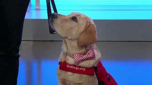 washington capitals dog jersey