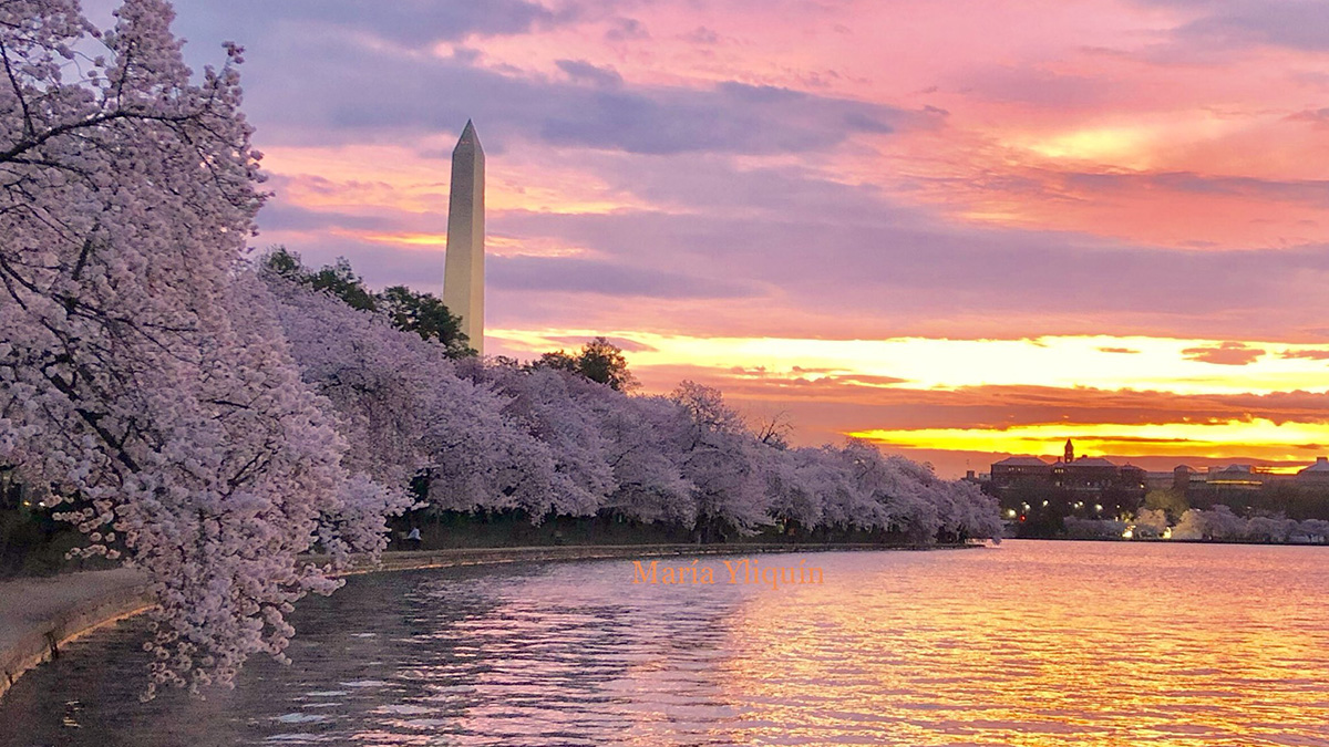 Cherry Blossoms Reach Peak Bloom – NBC4 Washington