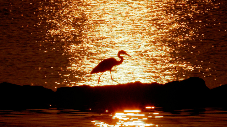 Chesapeake Bay 2