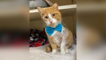 cupid the cat