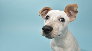 Portrait of “Leo,” a 5 month old, male, gray and white Cattle Dog mix puppy. By using this photo, you are supporting the Amanda Foundation, a nonprofit organization that is dedicated to helping homeless animals find permanent loving homes.
