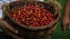 Puerto Rico's Coffee Sector Is at Risk From Another Disaster — Droughts