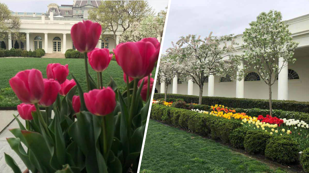 White House Opens Gardens For Spring Tours Nbc4 Washington