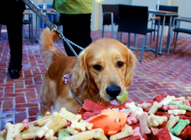 Dog Eating at Jackson 20