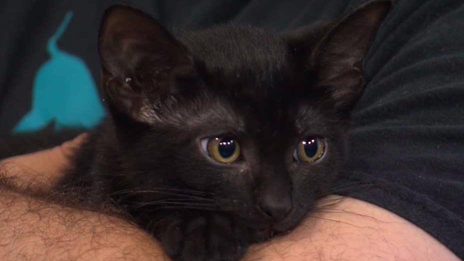 Https Www Nbcwashington Com Local Dc Wtop Shall We Dance The