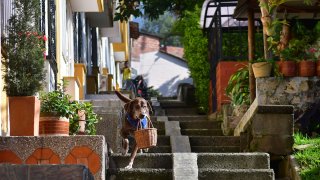 Eros carries a basket of bread from the El Porvenir mini-market as he makes a delivery on his own in Medellin, Colombia, July 7, 2020. The eight-year-old chocolate Labrador remembers the names of customers who have previously rewarded him with treats, and with some practice, he has learned to go to their houses on his own.