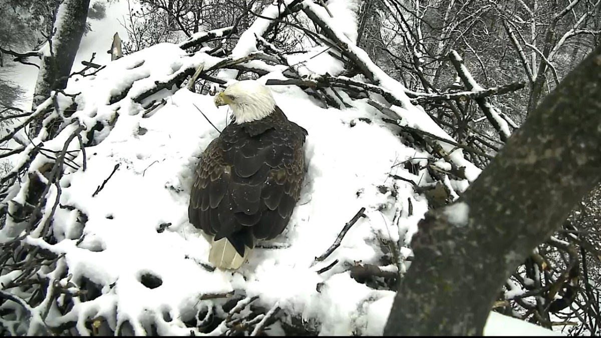 Watch the National Arboretum’s ‘Eagle Cam’ – NBC4 Washington
