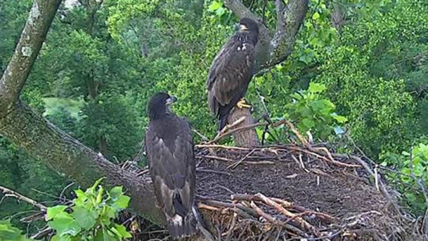 Eaglets