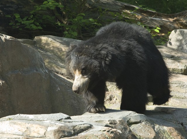 Francois the Sloth Bear