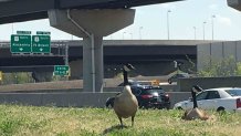 Geese on the Beltway