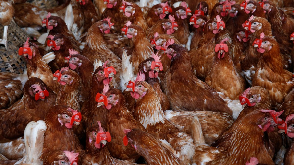Farms in Maryland, Delaware to Destroy 2 Million Chickens Due to