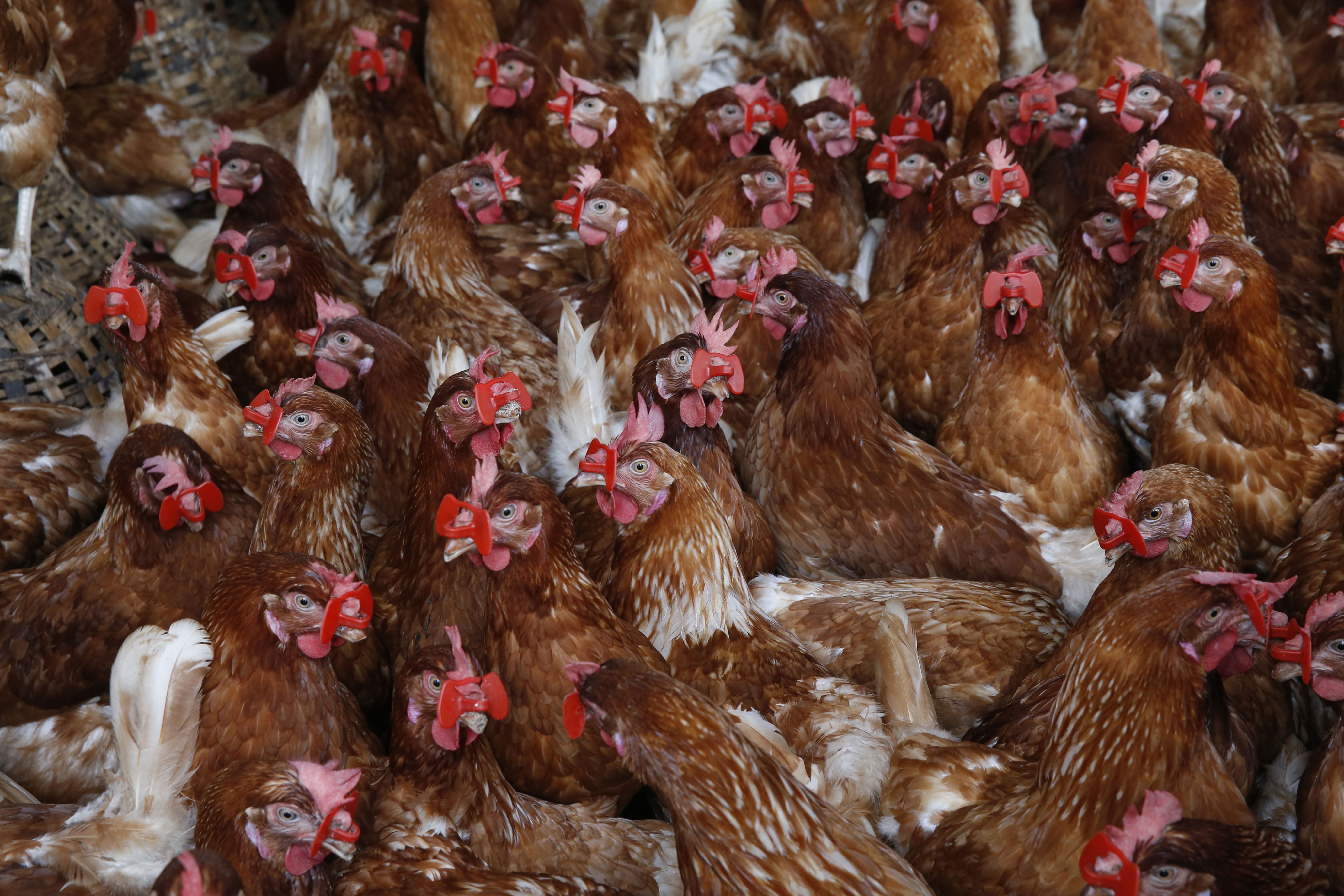 The US keeps millions of chickens in secret farms to make flu