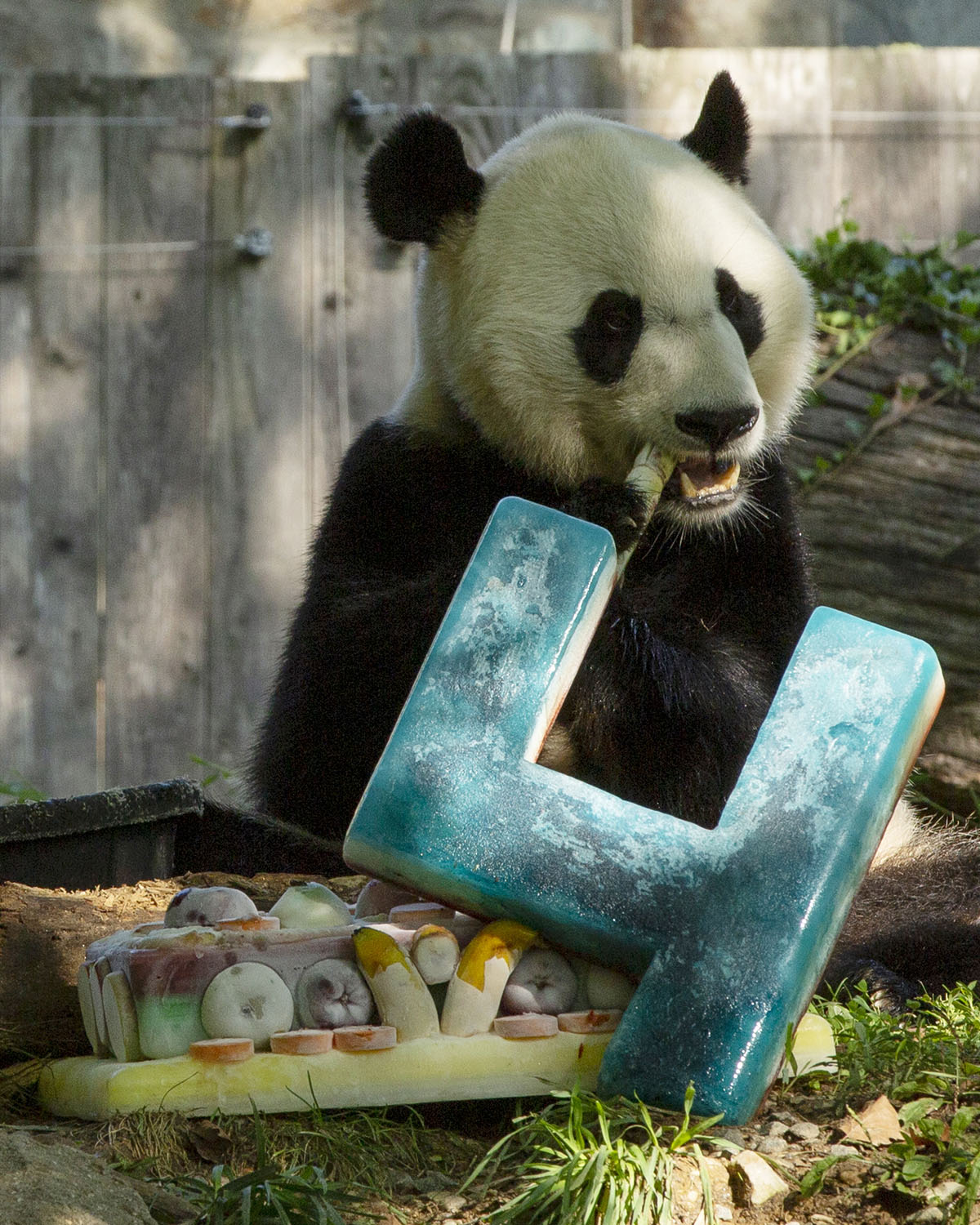 Photos: See Bei Bei Grow From Cub to Giant Panda – NBC4 Washington