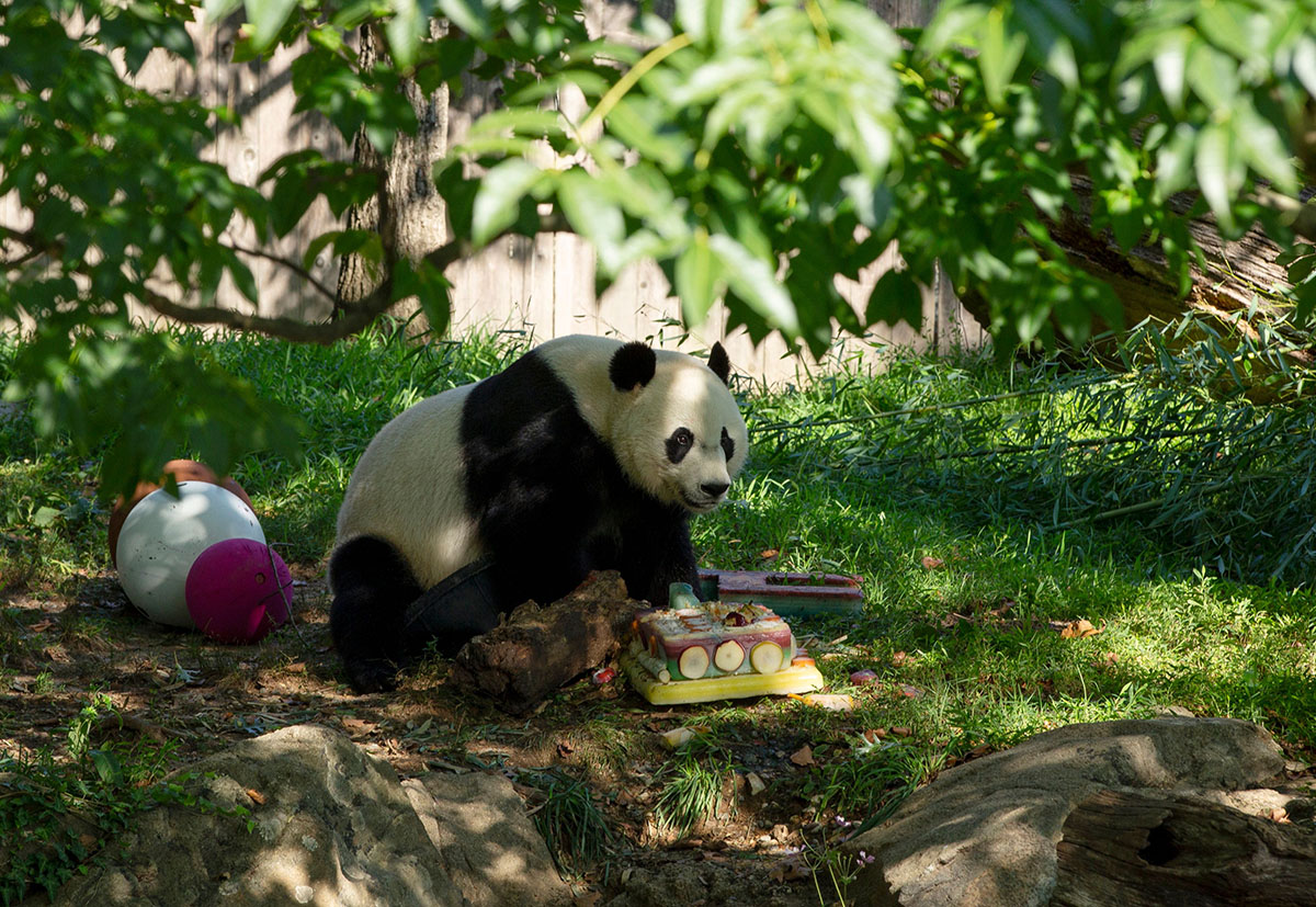 Photos: See Bei Bei Grow From Cub to Giant Panda – NBC4 Washington