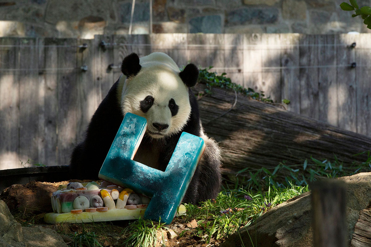 Photos: See Bei Bei Grow From Cub to Giant Panda – NBC4 Washington