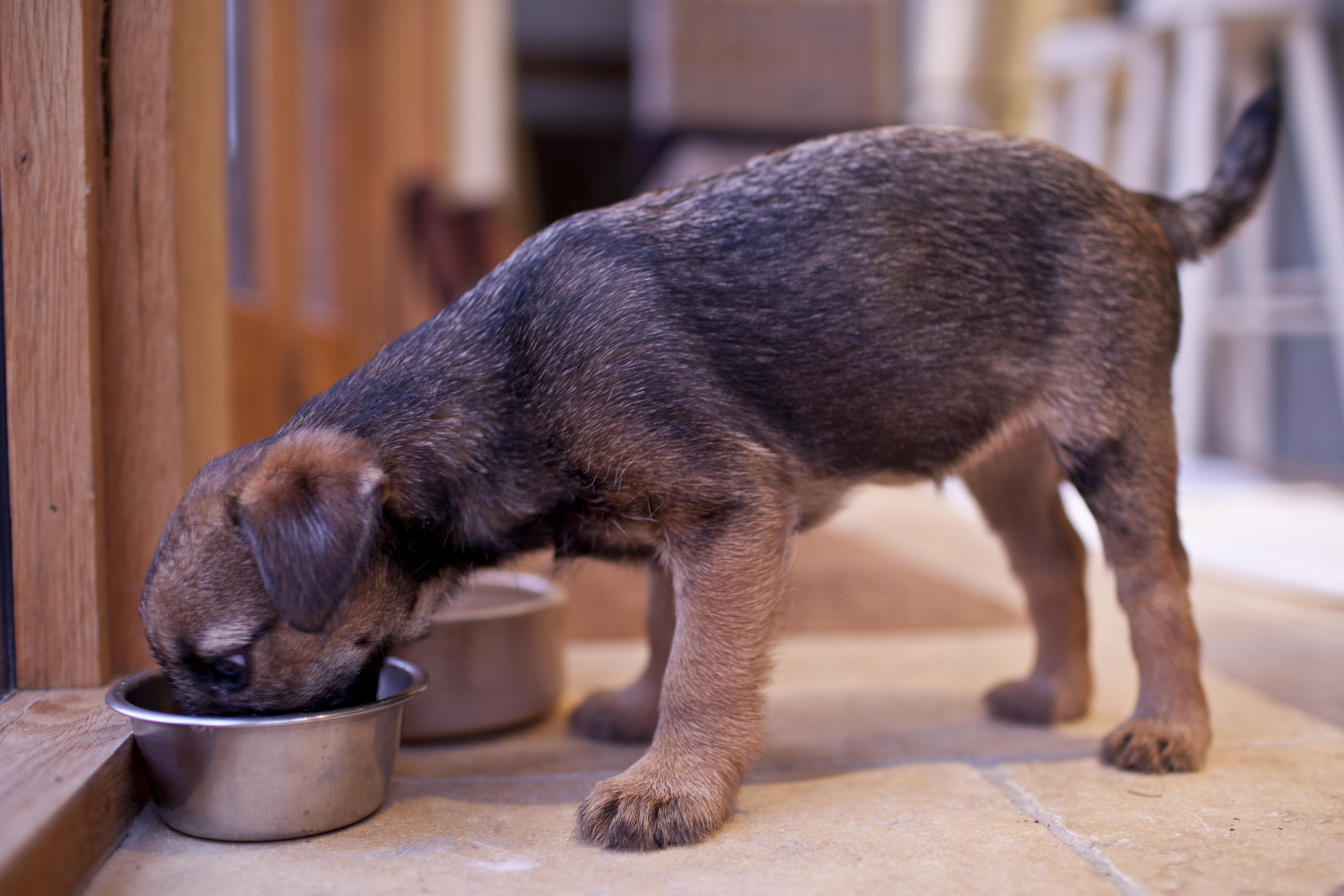 heart problems with grain free dog food