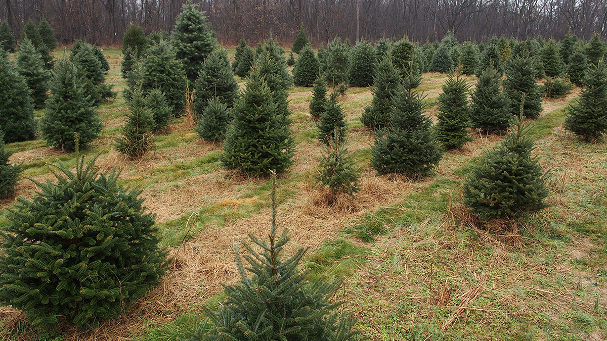 christmas tree growers